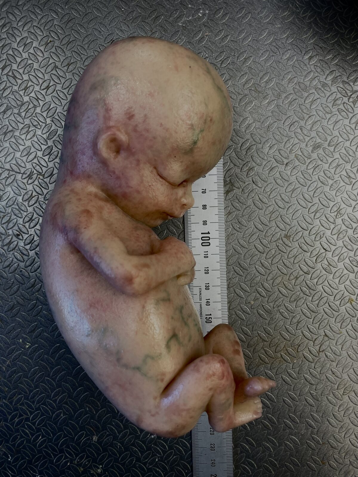 Pieza fetal realista de atrezzo