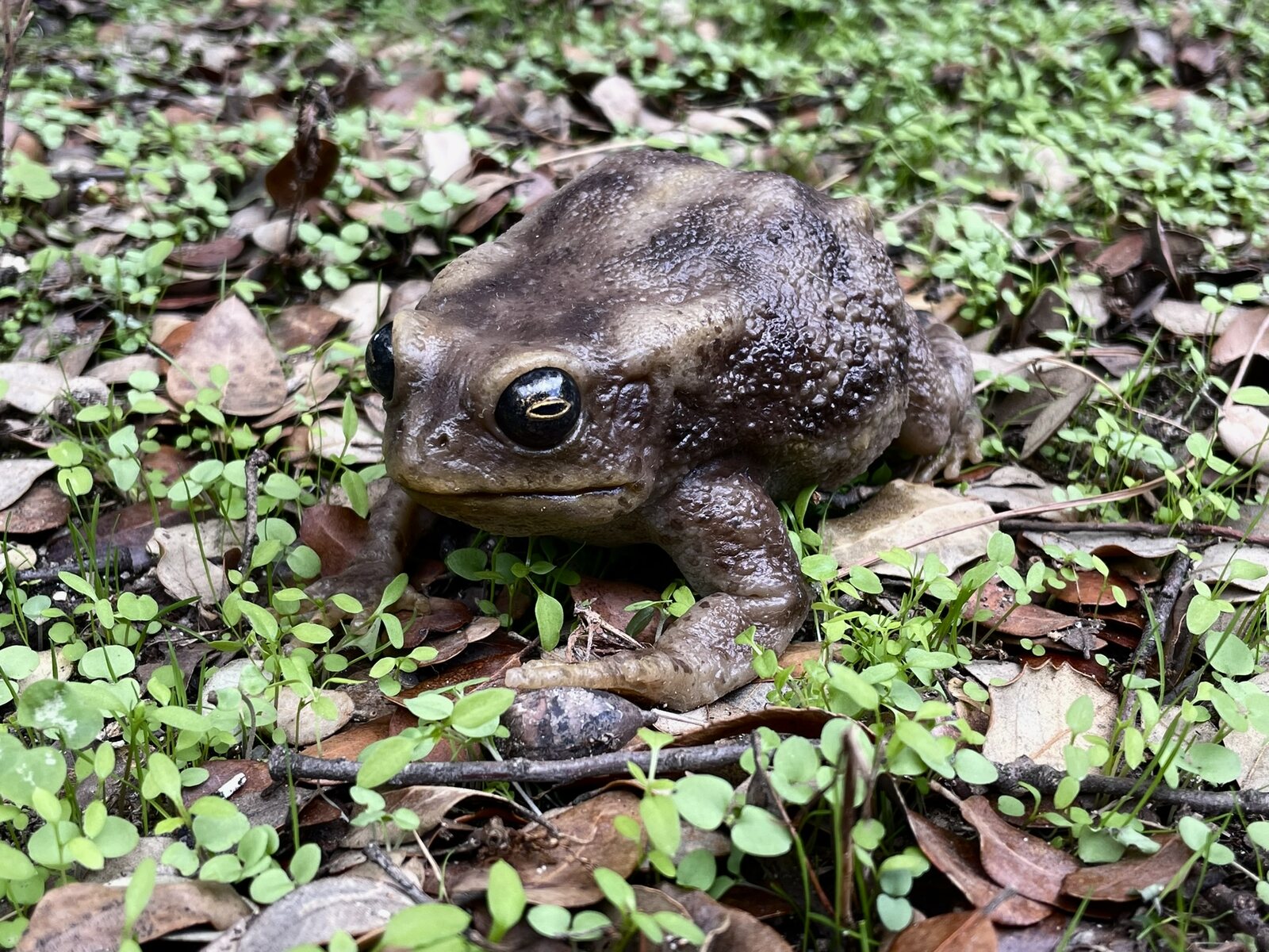 Sapo realista realizado para rodaje